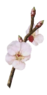 White Cherry Blossom Branch