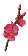 Red Cherry Blossom Branch