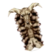 Skull Shield